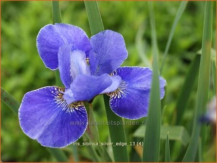 Iris sibirica &#039;Silver Edge&#039; | Iris, Lis, Siberische iris