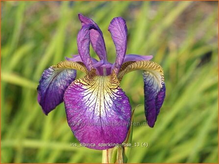 Iris sibirica &#039;Silver Edge&#039; | Iris, Lis, Siberische iris