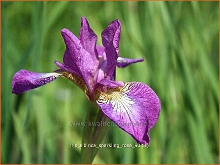 Iris sibirica &#039;Sparkling Rose&#039; | Iris, Lis, Siberische iris