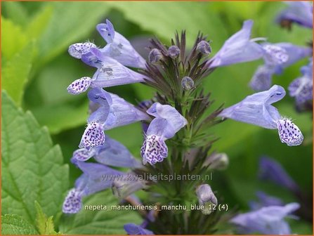 Nepeta manchuriensis &#039;Manchu Blue&#039; | Kattekruid, Kattenkruid