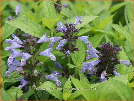 Nepeta manchuriensis &#039;Manchu Blue&#039; | Kattekruid, Kattenkruid