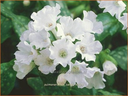 Pulmonaria &#039;Ice Ballet&#039; | Longkruid