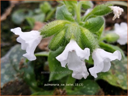 Pulmonaria &#039;Ice Ballet&#039; | Longkruid