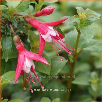 Fuchsia &#039;Lady Thumb&#039; | Bellenplant