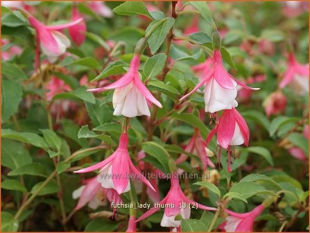 Fuchsia &#039;Lady Thumb&#039; | Bellenplant