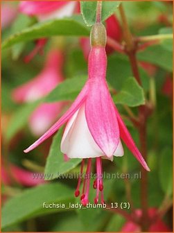 Fuchsia &#039;Lady Thumb&#039; | Bellenplant