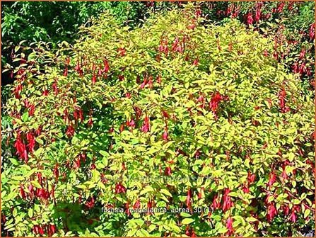 Fuchsia magellanica &#039;Aurea&#039; | Bellenplant