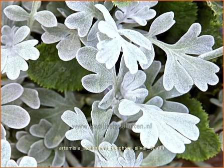 Artemisia stelleriana &#039;Boughton Silver&#039; | Alsem, Bijvoet, Edelruit