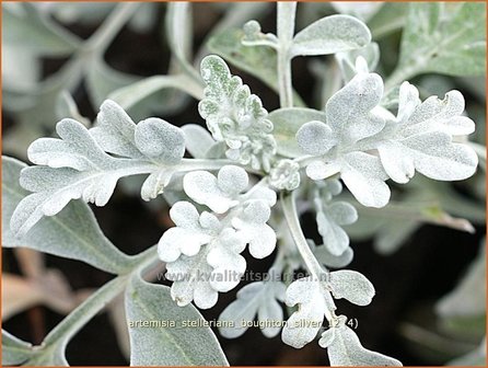 Artemisia stelleriana &#039;Boughton Silver&#039; | Alsem, Bijvoet, Edelruit