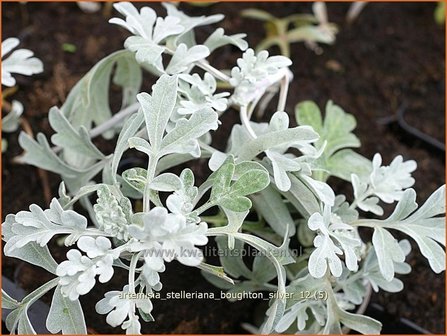 Artemisia stelleriana &#039;Boughton Silver&#039; | Alsem, Bijvoet, Edelruit