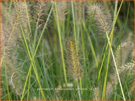 Pennisetum alopecuroides &#039;Gelbstiel&#039; | Lampenpoetsersgras