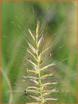 Pennisetum alopecuroides &#039;Gelbstiel&#039; | LampenpoetsersgrasPennisetum alopecuroides &#039;Gelbstiel&#039; | Lam