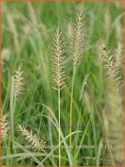 Pennisetum alopecuroides &#039;Gelbstiel&#039; | LampenpoetsersgrasPennisetum alopecuroides &#039;Gelbstiel&#039; | Lam