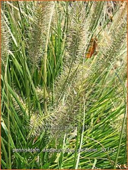 Pennisetum alopecuroides &#039;Gelbstiel&#039; | Lampenpoetsersgras