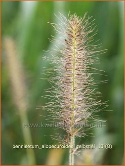 Pennisetum alopecuroides &#039;Gelbstiel&#039; | Lampenpoetsersgras