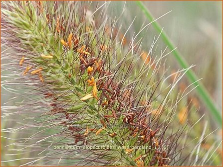 Pennisetum alopecuroides &#039;Weserbergland&#039; | Lampenpoetsersgras