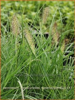 Pennisetum alopecuroides &#039;Weserbergland&#039; | Lampenpoetsersgras