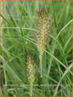 Pennisetum alopecuroides &#039;Weserbergland&#039; | Lampenpoetsersgras