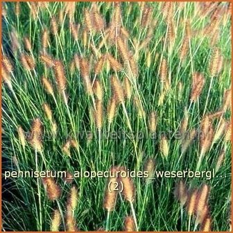 Pennisetum alopecuroides &#039;Weserbergland&#039; | Lampenpoetsersgras