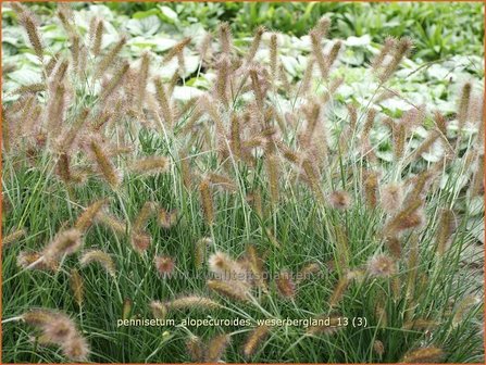 Pennisetum alopecuroides &#039;Weserbergland&#039; | Lampenpoetsersgras