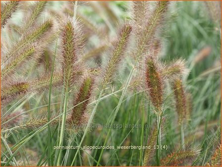 Pennisetum alopecuroides &#039;Weserbergland&#039; | Lampenpoetsersgras