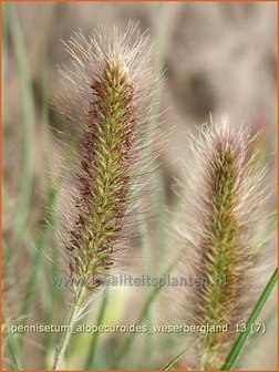 Pennisetum alopecuroides &#039;Weserbergland&#039; | Lampenpoetsersgras