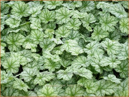 Heuchera &#039;Mint Frost&#039; | Purperklokje