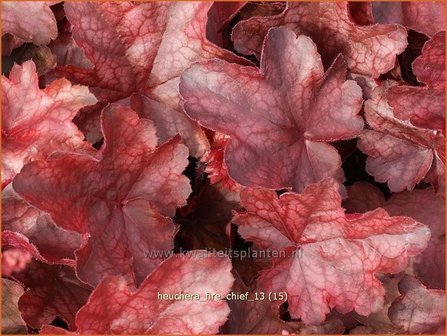 Heuchera &#039;Fire Chief&#039; | Purperklokje