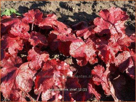 Heuchera &#039;Fire Chief&#039; | Purperklokje