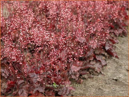 Heuchera &#039;Fire Chief&#039; | Purperklokje