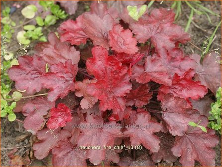 Heuchera &#039;Fire Chief&#039; | Purperklokje