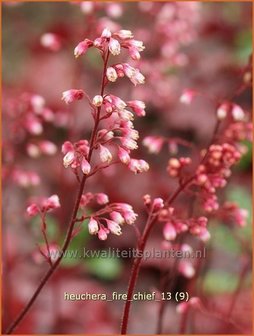 Heuchera &#039;Fire Chief&#039; | Purperklokje