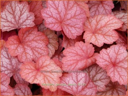 Heuchera &#039;Georgia Peach&#039; | Purperklokje