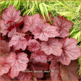 Heuchera &#039;Georgia Peach&#039; | Purperklokje