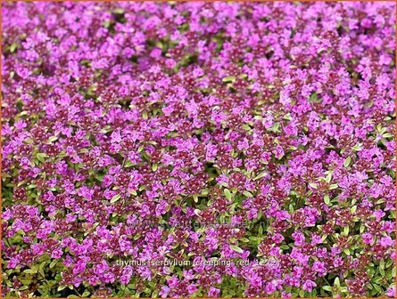 Thymus praecox &#039;Creeping Red&#039; | Kruiptijm, Tijm