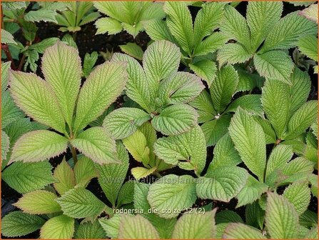 Rodgersia &#039;Die Stolze&#039; | Schout-bij-nacht, Kijkblad