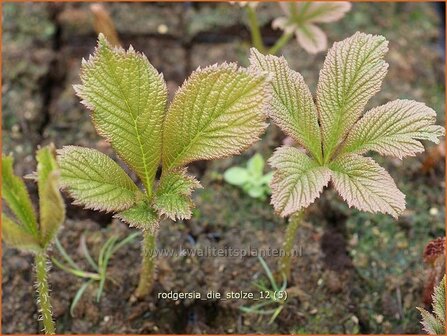 Rodgersia &#039;Die Stolze&#039; | Schout-bij-nacht, Kijkblad