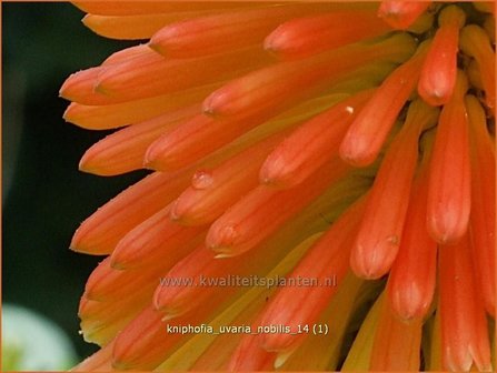 Kniphofia uvaria &amp;#39;Nobilis&amp;#39; | Vuurpijl, Fakkellelie | Schopf-Fackellilie