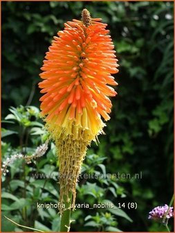 Kniphofia uvaria &amp;#39;Nobilis&amp;#39; | Vuurpijl, Fakkellelie | Schopf-Fackellilie