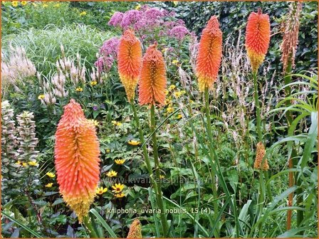 Kniphofia uvaria &amp;#39;Nobilis&amp;#39; | Vuurpijl, Fakkellelie | Schopf-Fackellilie