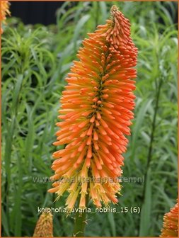 Kniphofia uvaria &amp;#39;Nobilis&amp;#39; | Vuurpijl, Fakkellelie | Schopf-Fackellilie