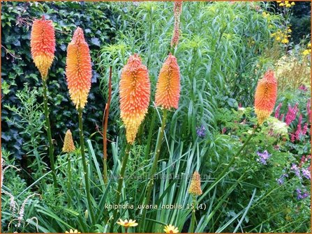 Kniphofia uvaria &amp;#39;Nobilis&amp;#39; | Vuurpijl, Fakkellelie | Schopf-Fackellilie