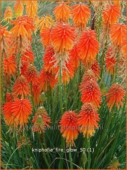 Kniphofia &#039;Fire Glow&#039; | Vuurpijl, Fakkellelie