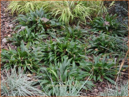 Carex plantaginea | Zegge | Immergr&uuml;ne Breitblatt-Segge