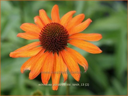 Echinacea purpurea &#039;Tiki Torch&#039; | Zonnehoed