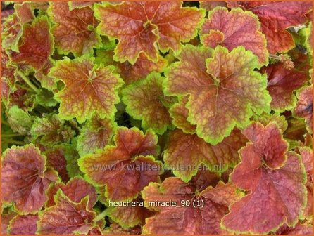 Heuchera &#039;Miracle&#039; | Purperklokje