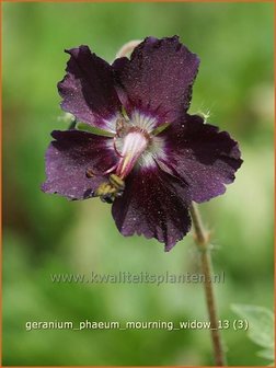 Geranium phaeum &#039;Mourning Widow&#039; | Ooievaarsbek