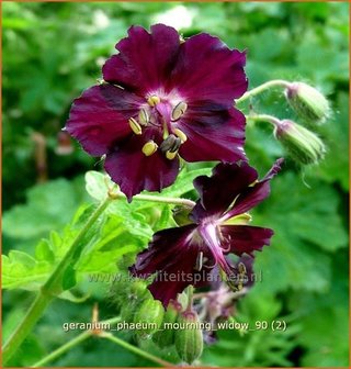 Geranium phaeum &#039;Mourning Widow&#039; | Ooievaarsbek