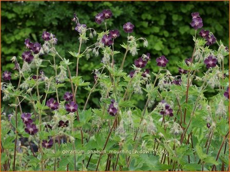 Geranium phaeum &#039;Mourning Widow&#039; | Donkere ooievaarsbek, Ooievaarsbek, Tuingeranium