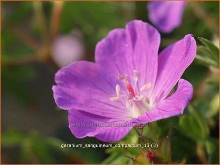 Geranium sanguineum &#039;Compactum&#039; | Ooievaarsbek